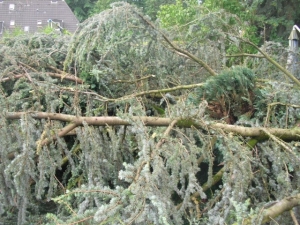 Baumsägearbeiten (3).JPG